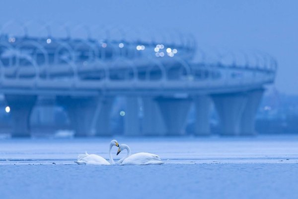 В Петербурге заметили целую колонию белых лебедей.Эти птицы останавливаются в нашем городе ... - 4