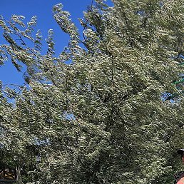 �������, ���������, 42 ����