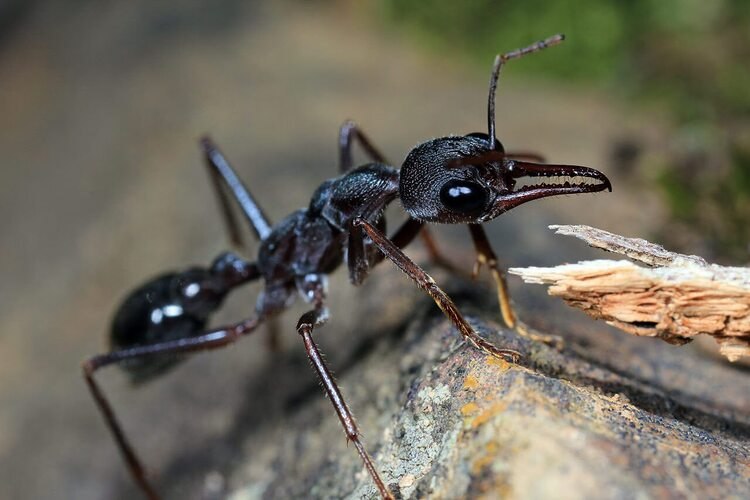  -. - (Myrmecia)    ...