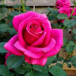 ������, ������ ��������, 55 ���