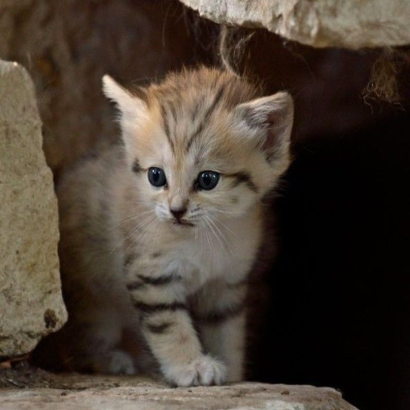 ecae o  o cae aee e o, oope   ce.  a co op ... - 5