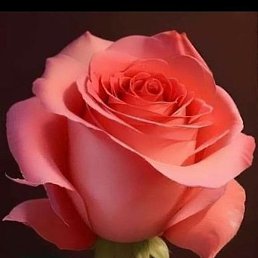 ���, �����, 50 ���