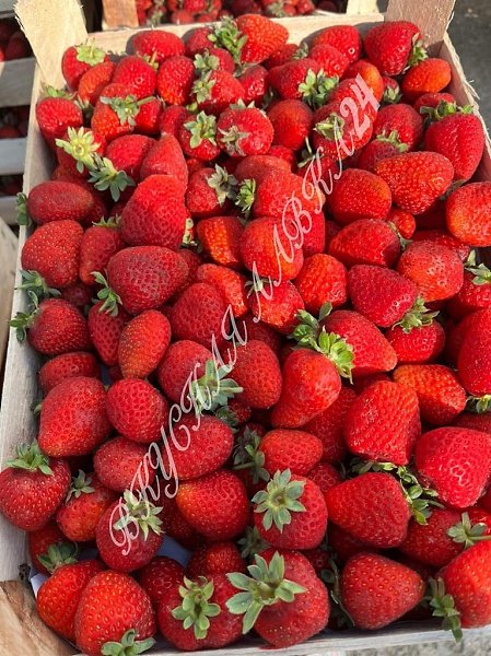 Уважаемые жители Красноярска! «Вкусная лавка» — магазин, который предлагает широкий выбор свежих ... - 5