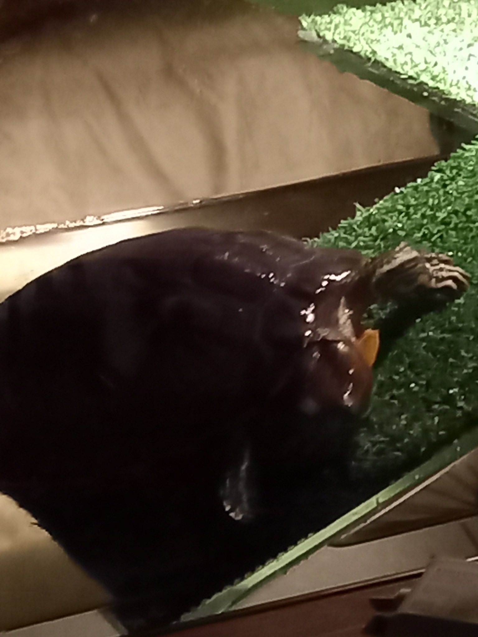 Irina Tsygvintseva - 18  2025  04:01