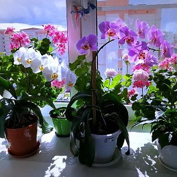 �����, �������, 73 ����