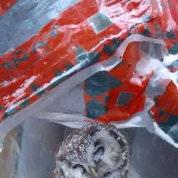 ��������� �������, ����, 28 ���