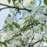 Алеся, 55 лет, Скрытенбург Алеся, 55 лет, Скрытенбург