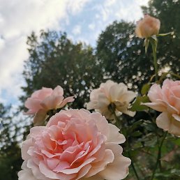 Miracle, ������, 43 ����