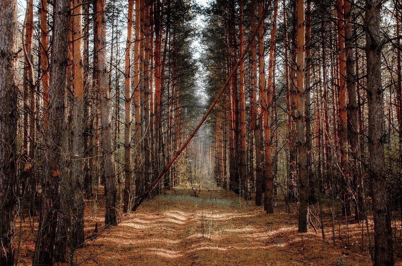 pacки oceни, Липeцкaя oблacть.oтo: aкcим Чуpляeв - 5