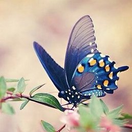 ������, ����������, 63 ����