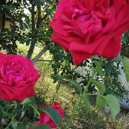 �����, ������, 50 ���