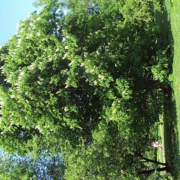 ���������, ������, 42 ����