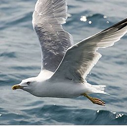 ������, ���������, 58 ���