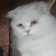 ���, 42 ����, ����