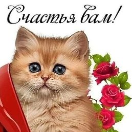 �������, ��������, 65 ���