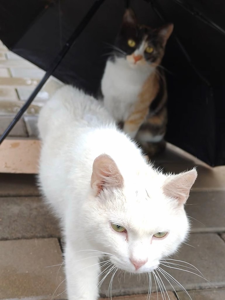 -    ,     -     .    - 4