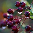 ���� *�������*, �����-��������� - ��������� 26 ������� 2025 � ������ �������� ��������