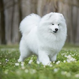 �����, ������, 54 ����