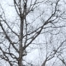 Saba, �������, 46 ���