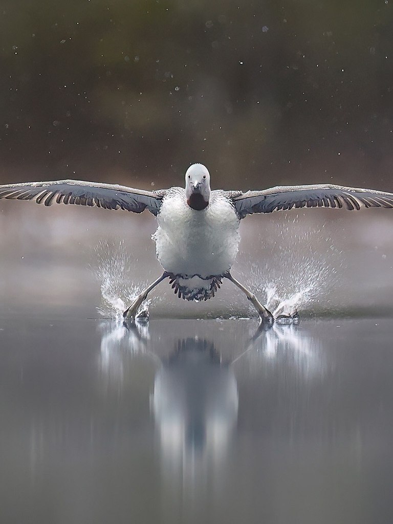 ������ Nikon Comedy Wildlife Awards �������� ����������� 2025 ����, ���������� �������� ����� ... - 6