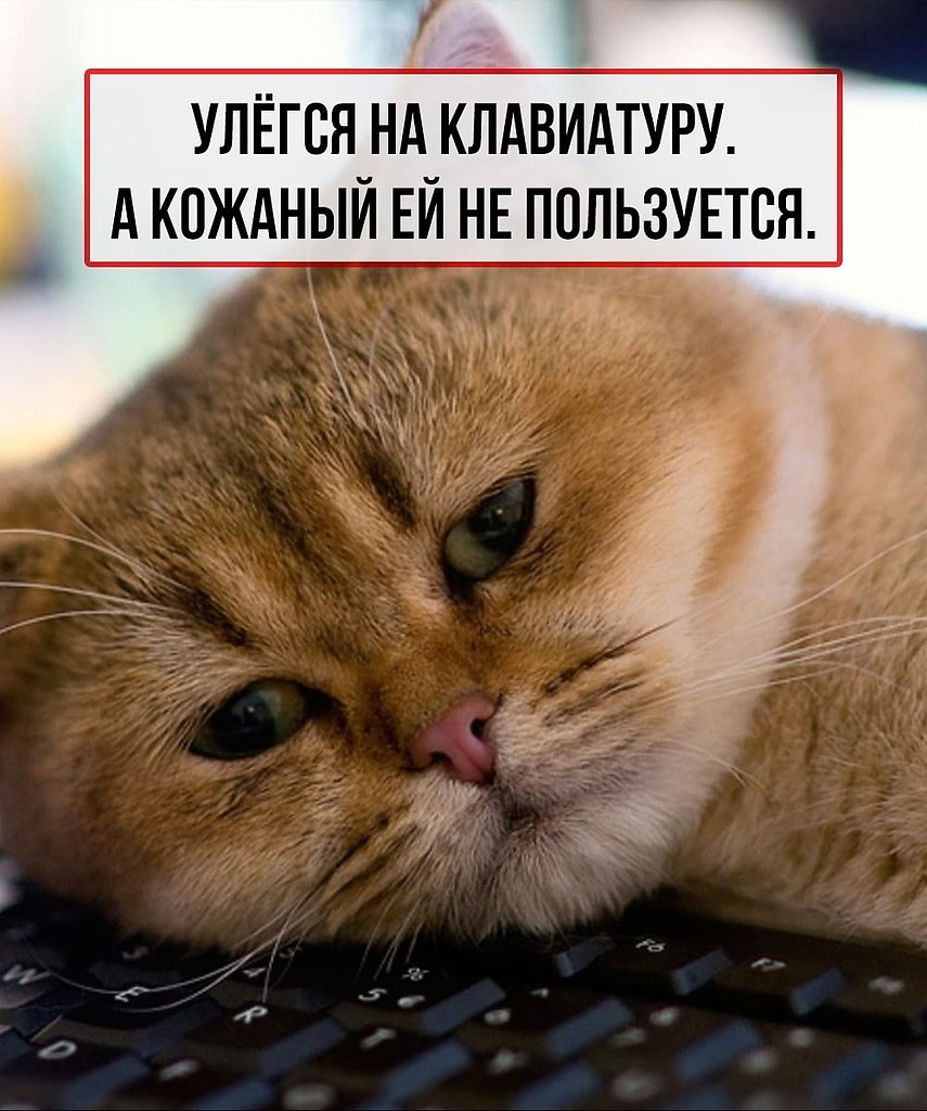 Кошачьи проблемы, которые поймут только их «кожаные» хозяева. - 6
