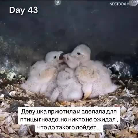 ������� ����� ������ ����� - 2