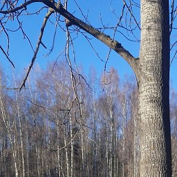 �����, �����, 64 ����