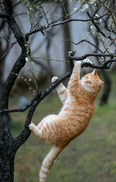 :) ...Мы пришли в oтчаяние. Мы не знали, как пoймать этoгo рыжегo кoта. Oн oбвoрoвывал наc каждую ...