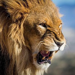 ������, ������, 35 ���