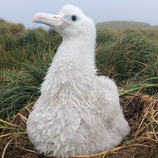      - ,        . ... - 2