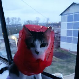 ����., ������