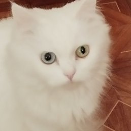 �������, ������, 64 ����