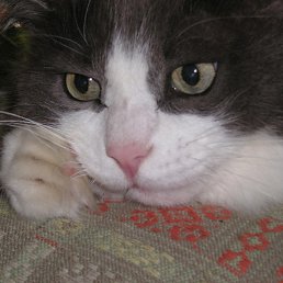 ������, ������, 77 ���