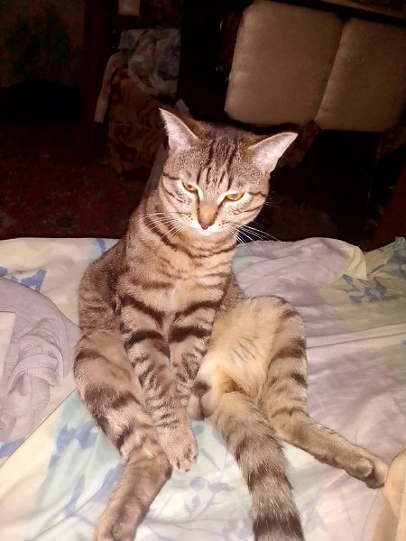 ������ ����