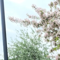 �������, �����-���������, 39 ���