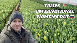 Where TULIPS are grown for INTERNATINAL WOMEN'S DAY in Russia