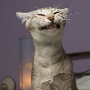 �����, 33 ����, ������