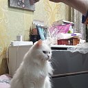 ���� �������, ���������, 35 ��� - ��������� 14 ������ 2026