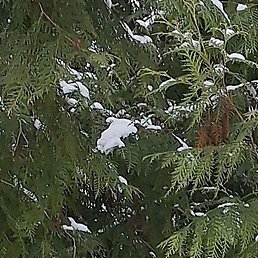 ������, ����������, 62 ����