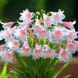 ���� �������, �����������, 60 ��� - ��������� 21 ������� 2025