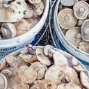 ���� ����, ������-��-����, 37 ��� - ��������� 16 ������� 2025 � ������ ���� ����������