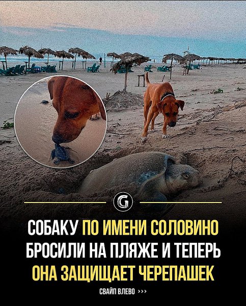 Спасенная бездомная собака, названная Соловино, тронула Мексику, продемонстрировав благородный жест: ...