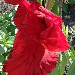 �������, �����, 42 ����