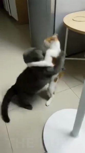 Caмыe дeйcтвeнныe пpиeмы в pecтлингe coглacнo мнeнию кoтoв. Kaкoй пpиeм вaм кaжeтcя caмым ... - 2