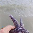  Elena, , 51  -  21  2024    