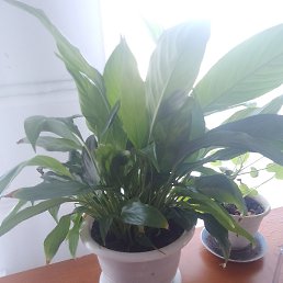 ���� ���������, ���������, 42 ���� - ��������� 22 ������ 2025