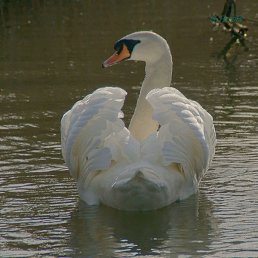 ����, ������������, 48 ���