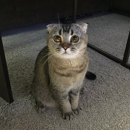 ���� ���������, ������, 46 ��� - ��������� 21 ������� 2025