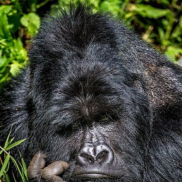 ������, ������-��-����, 41 ���