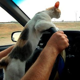 Jura, ���������